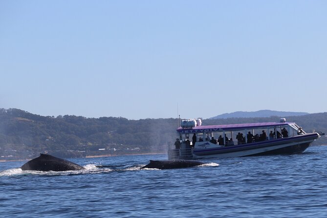 Whale Watching in Coffs Harbour - Key highlights you’ll care about