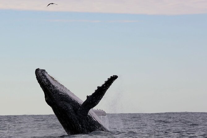 Whale Watching in Coffs Harbour - Mega Wild fast boat: the big reason you maximize whale time