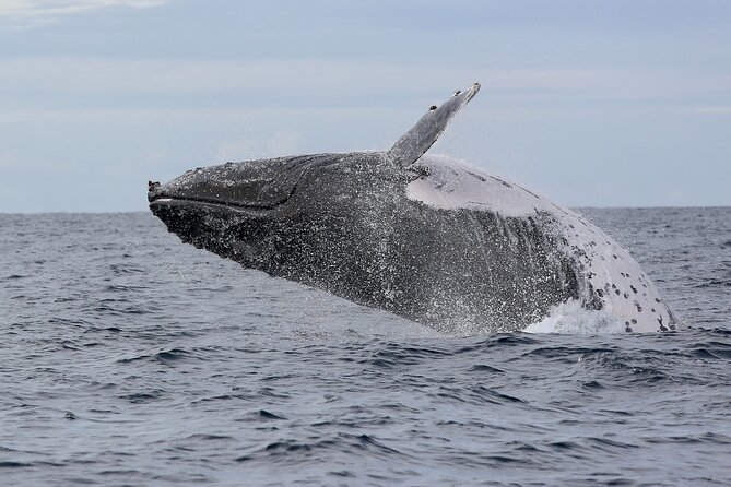 Whale Watching in Coffs Harbour - Who this tour suits best (and who should rethink it)