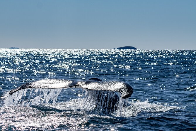 Whale Watching in Coffs Harbour - What your 1 hour 30 minutes looks like in real life