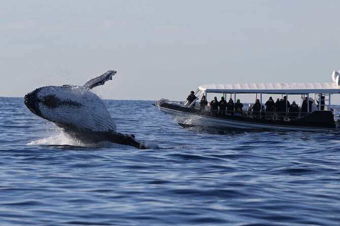 Whale Watching on Speed Boat with canopy from Sydney Harbour - Key Highlights You’ll Care About
