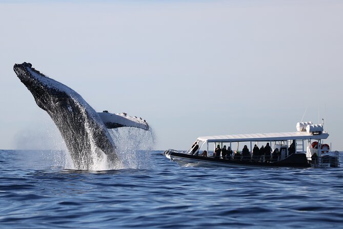 Whale Watching on Speed Boat with canopy from Sydney Harbour - The Real Hook: Fast Speed, Close Views, and City-Watching Start
