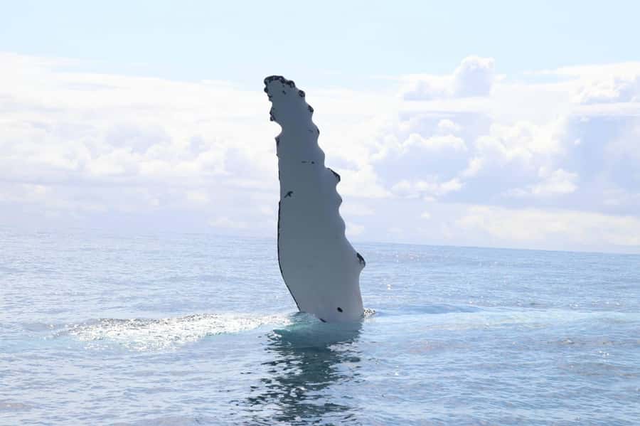 Whale Watching Safari Byron Bay - Key points to know before you go