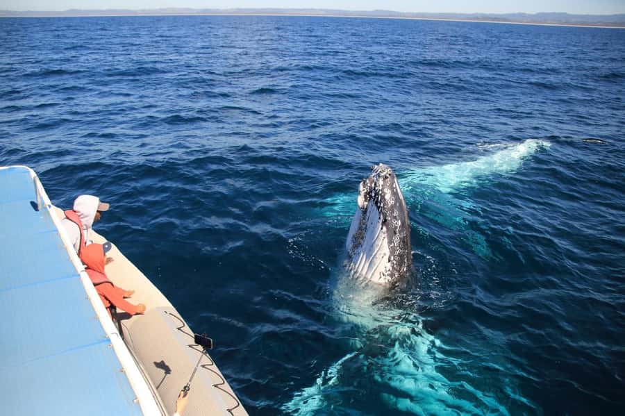 Whale Watching Safari Byron Bay - Winter Humpbacks Off Byron Bay: Why This Season Works