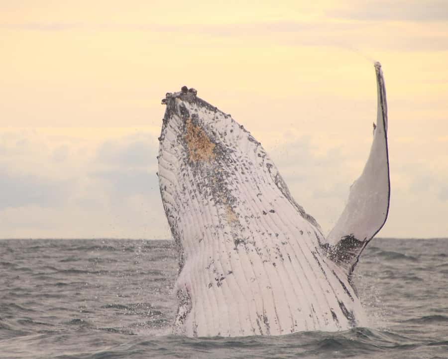 Whale Watching Safari Byron Bay - The Marine Naturalist Guide: What You Learn While You Watch