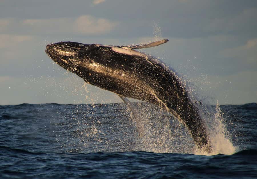 Whale Watching Safari Byron Bay - Apollo 2 and 360 Views: Seeing More From Brunswick Heads