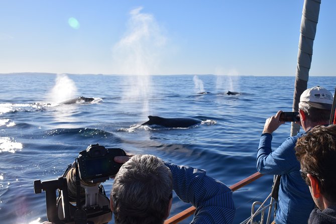Whale Watching Sailing Experience in Sydney - Key highlights to know before you go