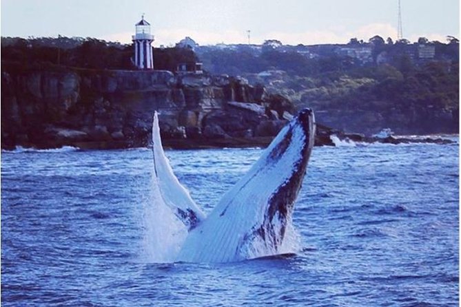 Whale Watching Sailing Experience in Sydney - Sydney Harbour First: Setting the Scene Before the Sea