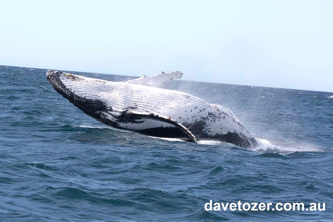 Whale Watching Sailing Experience in Sydney - When You Might Not See as Much (And Still Enjoy the Sail)