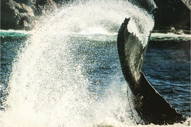 Whale Watching Sailing Experience in Sydney - Price and Value: Is $71.01 Worth It?