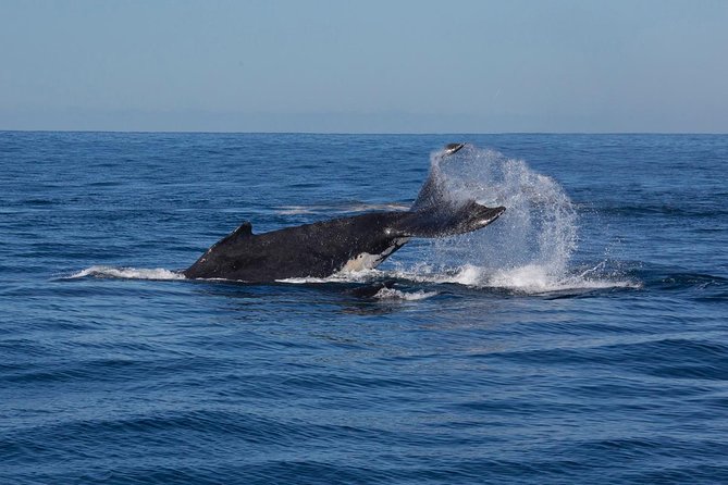Whale Watching Sailing Experience in Sydney - Family Fit: Ages, Service Animals, and a Calm Boat Day