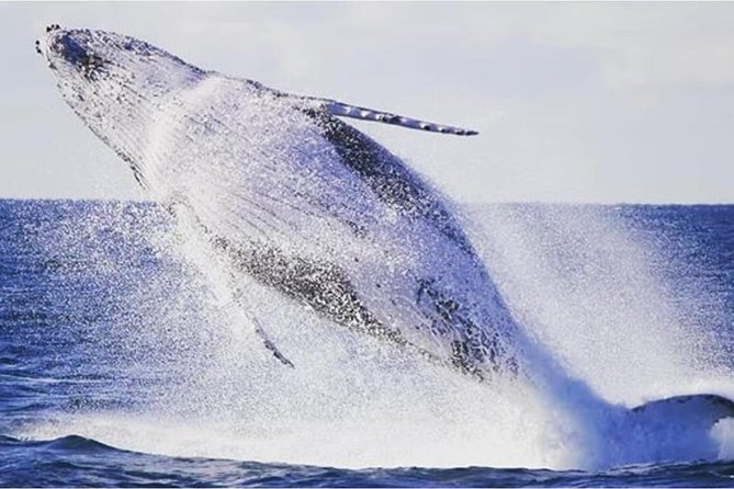 Whale Watching Sailing Experience in Sydney - The Main Event: Tasman Sea Whale Watching on a Sailing Boat
