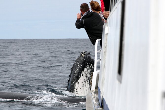 Whale Watching Tour with Spirit of Gold Coast - Whale Watching Spirit of Gold Coast: Key highlights at a glance