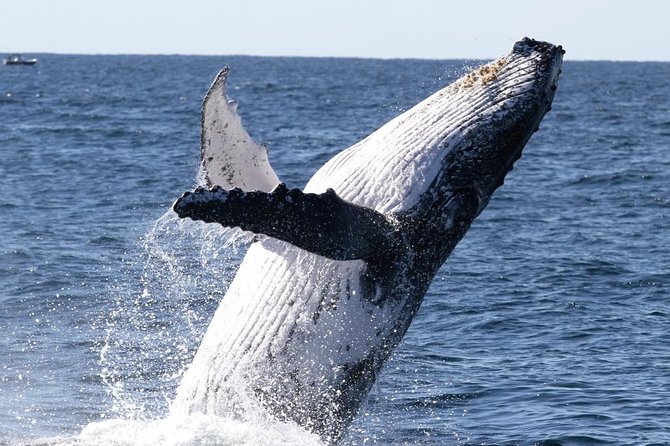 Whale Watching Tour with Spirit of Gold Coast - What makes Spirit of Gold Coast whale watching feel worth your $53.08
