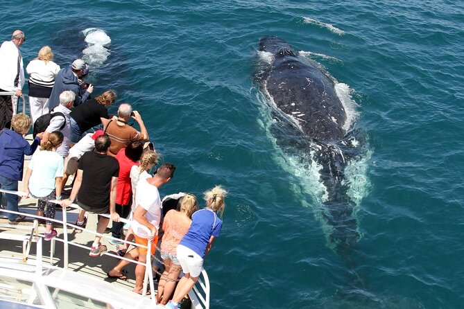 Whale Watching Tour with Spirit of Gold Coast - Marine biologist-led whale spotting: what you’ll actually learn