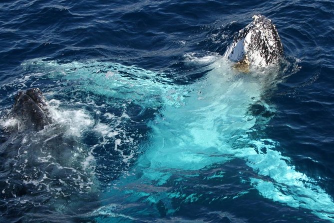 Whale Watching Tour with Spirit of Gold Coast - The 2.5-hour cruise experience: what the ride feels like