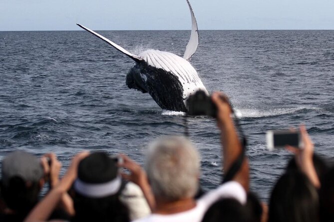Whale Watching Tour with Spirit of Gold Coast - Morning tea, bar access, and small comforts that keep you comfortable