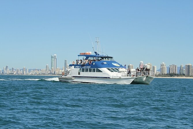 Whale Watching Tour with Spirit of Gold Coast - Seasickness and cold: how to prepare like a pro