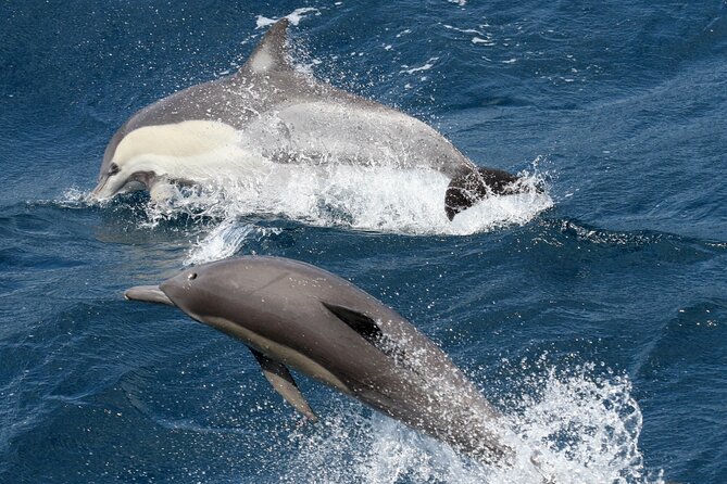 Whale Watching Tour with Spirit of Gold Coast - Whale behavior: what you’re most likely to see (and why it varies)