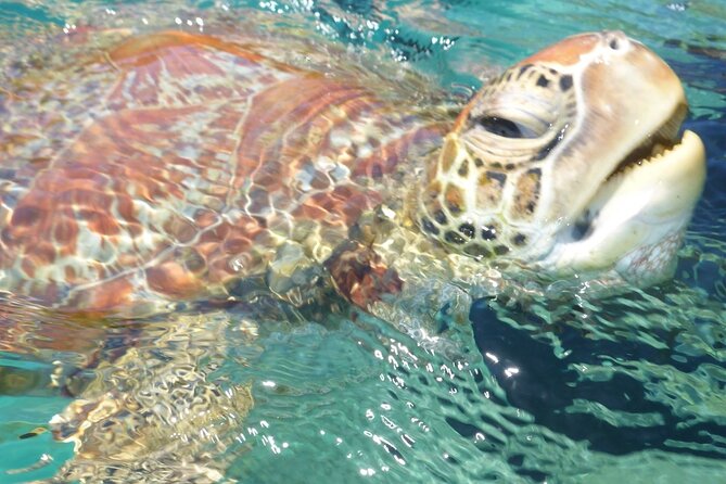 Whisper Cruises - One-Hour Turtle Spotting Bay Cruise - Key reasons this cruise earns near-perfect scores