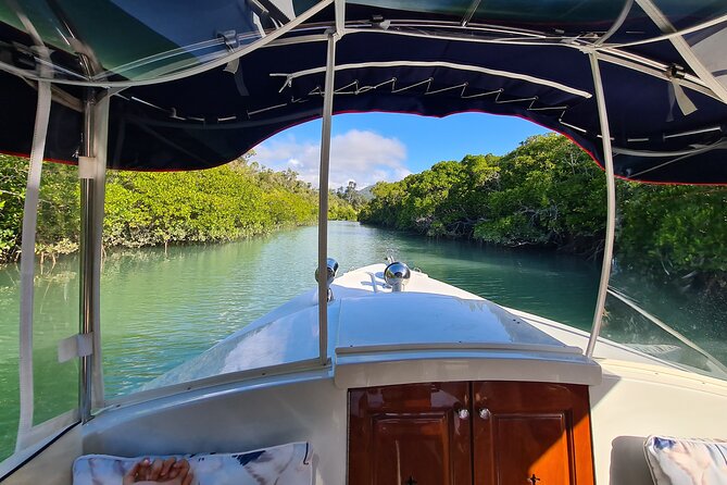 Whisper Cruises - One-Hour Turtle Spotting Bay Cruise - Whisper Quiet Tallulah: why this boat matters for wildlife time