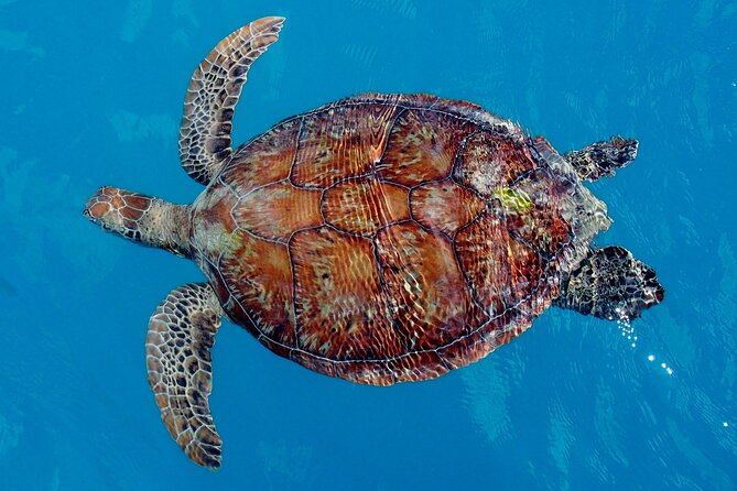 Whisper Cruises - One-Hour Turtle Spotting Bay Cruise - The one-hour route around Pigeon Island and Coral Sea Marina