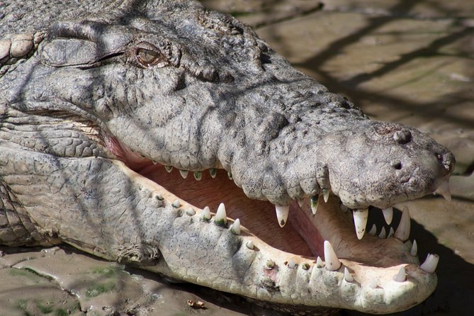 Whitsunday Crocodile Safari - From Airlie Beach to the bush: how the day flows