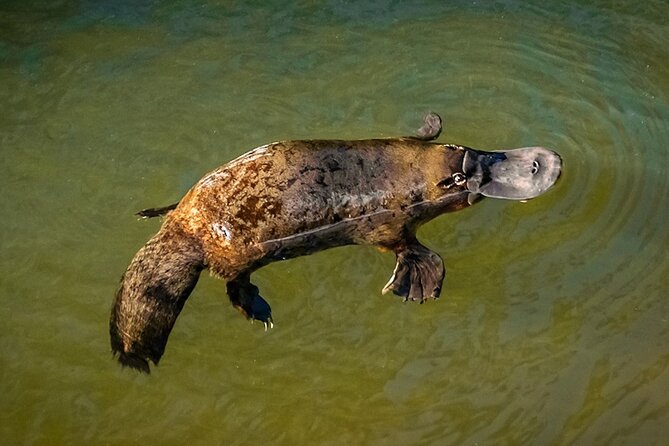 Whitsunday Crocodile Safari - The guides and the difference between a sighting and an experience
