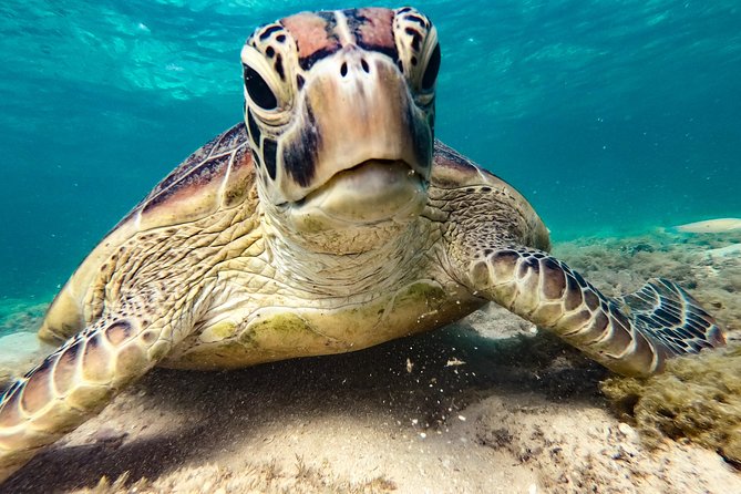 Whitsunday Islands Sail, SUP & Snorkel Tour- Small group - Price and Value: What $156.72 Covers (and What You’ll Need to Add Yourself)