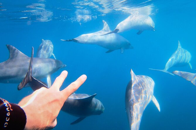 Wild Dolphin Swim Cruise - Meeting Temptation Sailing at Glenelg: where the day starts