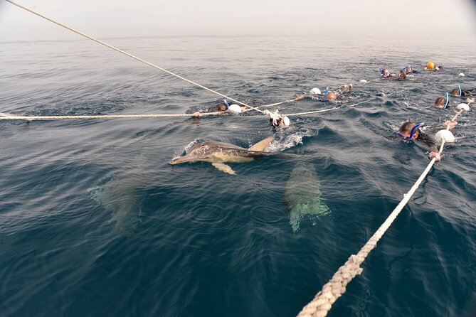 Wild Dolphin Swim Cruise - The 4-hour catamaran cruise: dolphins, plus real-time context