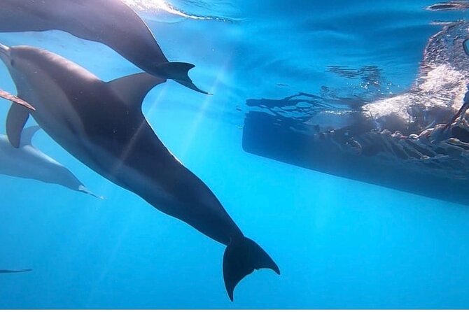 Wild Dolphin Swim Cruise - Back Swim from the stern: mermaid lines and a different viewpoint
