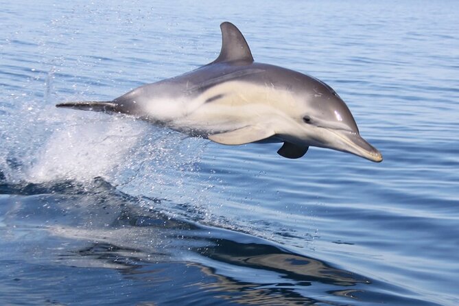 Wild Dolphin Watch in Glenelg - Glenelg Start Time and the 4-Hour Rhythm on Holdfast Bay