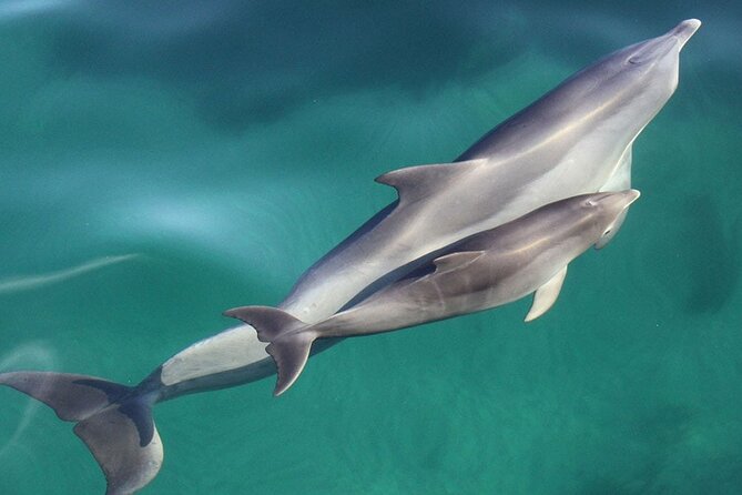 Wild Dolphin Watch in Glenelg - Marine Biologists Hosting the Cruise: Facts While You Watch