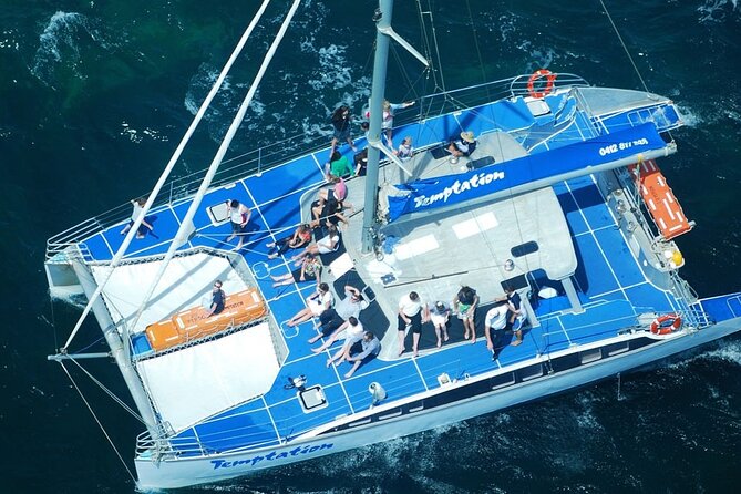 Wild Dolphin Watch in Glenelg - Where You’ll Stand, Sit, and Spot Dolphins During the Cruise