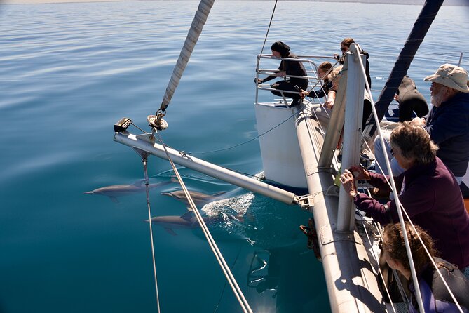 Wild Dolphin Watch in Glenelg - Dolphin Encounters From the Bow: Camera Moments That Actually Work