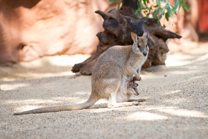 WILD LIFE Sydney Entrance Ticket - What you’ll actually see: koalas, kangaroos, wallabies, and Rex the crocodile