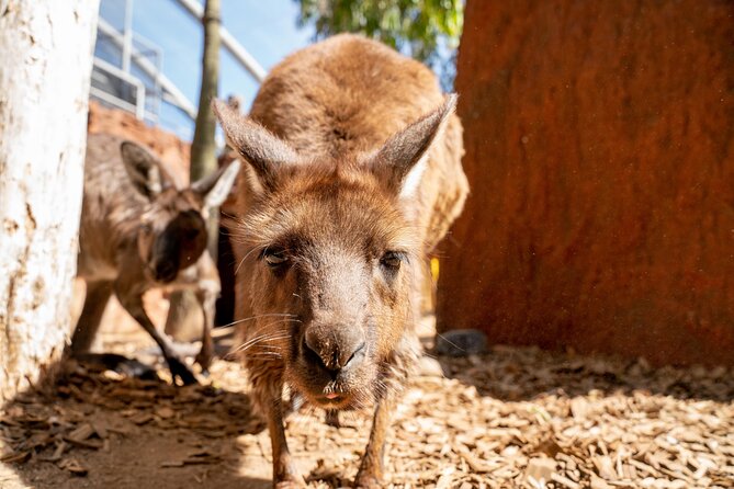 WILD LIFE Sydney Entrance Ticket - Breakfast with the koalas and other upgrades: who should splurge?