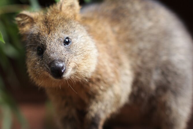WILD LIFE Sydney Entrance Ticket - The biggest reasons people love it (and how to get the best version of the day)