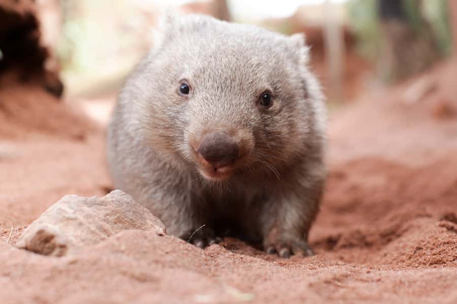 WILD LIFE Sydney Zoo - Price Value at About $27: Worth It for Native-Wildlife Lovers