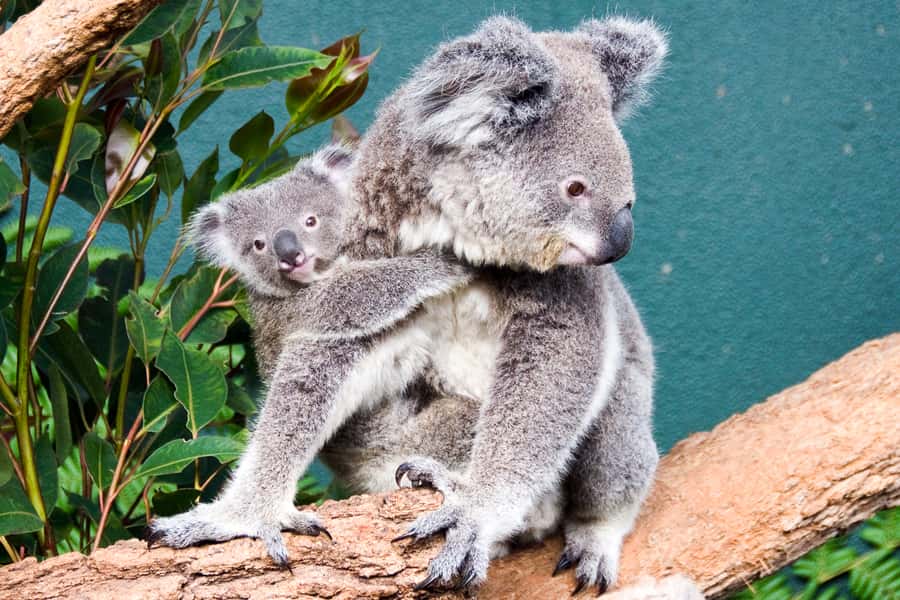 WILD LIFE Sydney Zoo - Location at Aquarium Wharf: Easy to Add to Your Day
