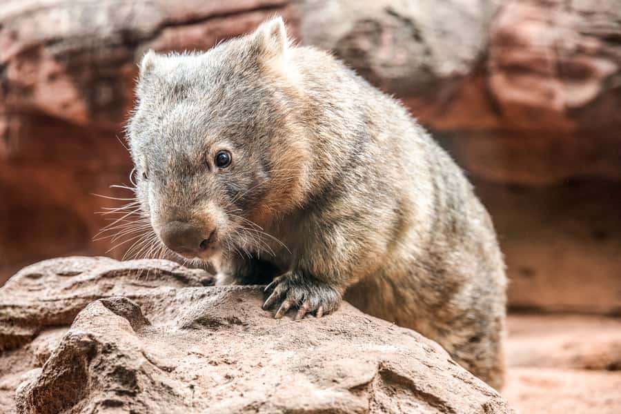 WILD LIFE Sydney Zoo - Your Route Through Nine Habitat Zones (and How to Make It Click)