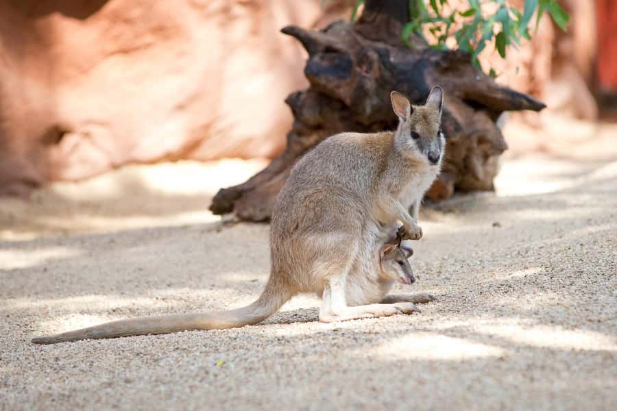 WILD LIFE Sydney Zoo - Koalas: Close Viewing Plus an Optional Photo