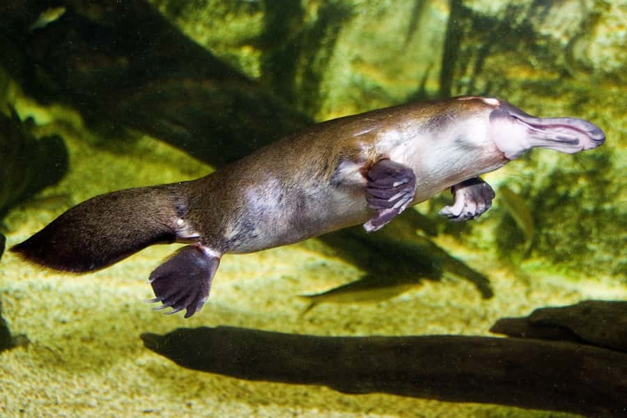 WILD LIFE Sydney Zoo - Keeper Talks: Where the Zoo Becomes a Live Animal Classroom