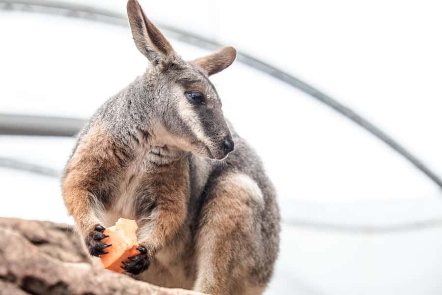 WILD LIFE Sydney Zoo - Planning Your Timing: Last Entry at 3:00 PM