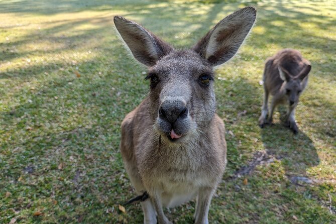 Wilderness, Waterfalls, Three Sisters BLUE MOUNTAINS PRIVATE TOUR - The “Village Street” Pause: Stretch Your Legs and Recharge