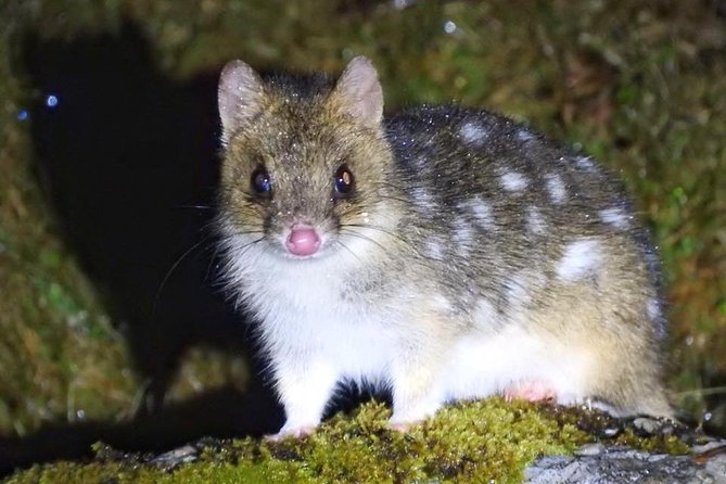 Wildlife Night Spotting at Cradle Mountain - Key highlights worth planning for
