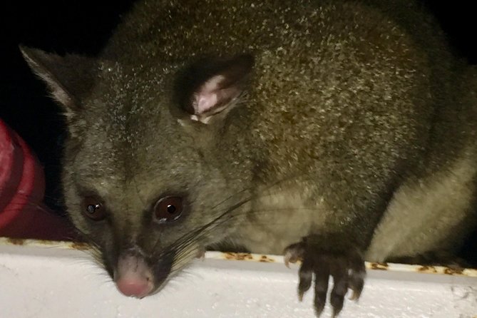 Wildlife Night Spotting at Cradle Mountain - Cradle Valley boardwalk (and the Overland Track area): where wombat spotting gets serious