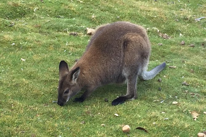 Wildlife Night Spotting at Cradle Mountain - Price and value: what $89.66 really buys you