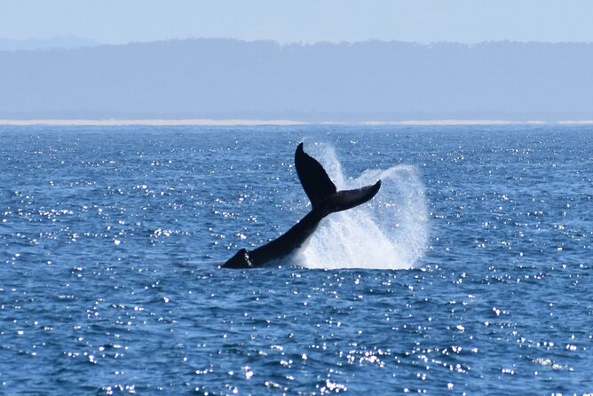 Wilsons Prom Whale Cruise - What you might see besides humpbacks